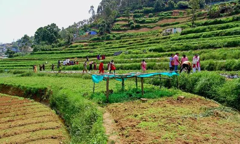 വട്ടവട പച്ചക്കറി കൃഷിയിൽ നടന്നത് വൻ ക്രമക്കേടെന്ന് റിപ്പോർട്ട്