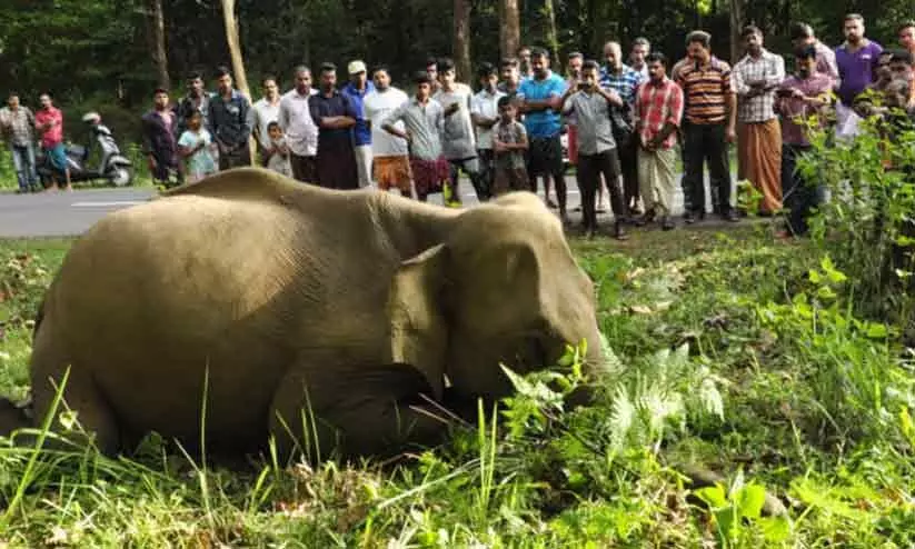 ജില്ലയിലെ മനുഷ്യ-വന്യജീവി സംഘര്‍ഷം; മാസ്റ്റര്‍ പ്ലാന്‍ രണ്ടു മാസത്തിനകം