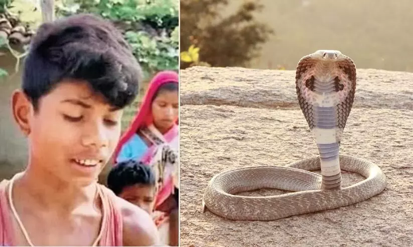 Cobra bites 8-year-old boy; he bites it back twice, the reptile dies