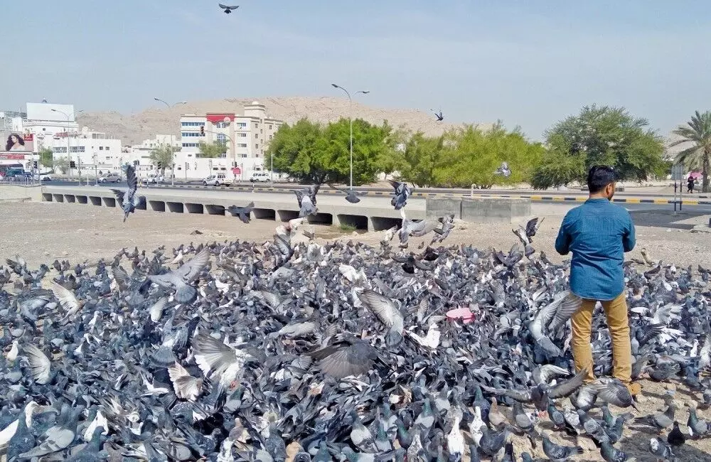 Bird feeding in Public; Muscat Municipality gathers feedback