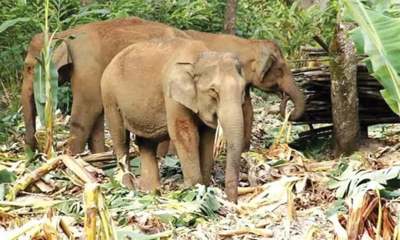 വന്യജീവി ആക്രമണം: പഠനത്തിന് മുന്നംഗ സംഘത്തെ നിയോഗിച്ചു