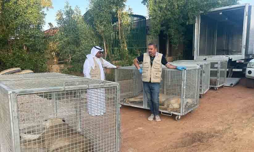 Saudi citizen who farmed wild animals arrested Man arrested for farming wild animals