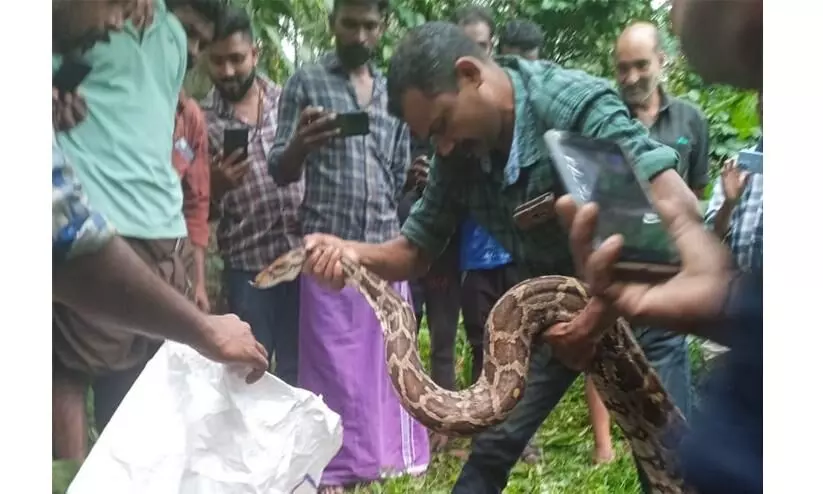 തെന്നൂരിൽ ഇരപിടിക്കാനായി നാട്ടിലിറങ്ങിയ പെരുമ്പാമ്പ് ഭീതിപരത്തി