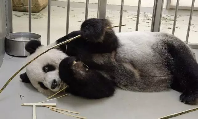 Panda given to Taiwan by China