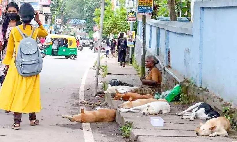 നെടുമങ്ങാട് തെരുവുനായ് ശല്യം രൂക്ഷം