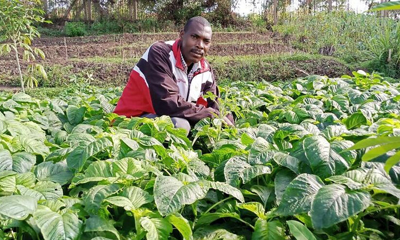 Climate Resilience: Kenyan Farmers Growing Indigenous Crops |  Climate resilience: Kenyan farmers growing indigenous crops