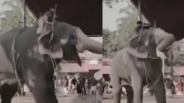 Elephant Trips During Newlyweds Photo Shoot;  Dad’s clothes were taken off and hung on the trunk Elephant Attack during the wedding photo shoot