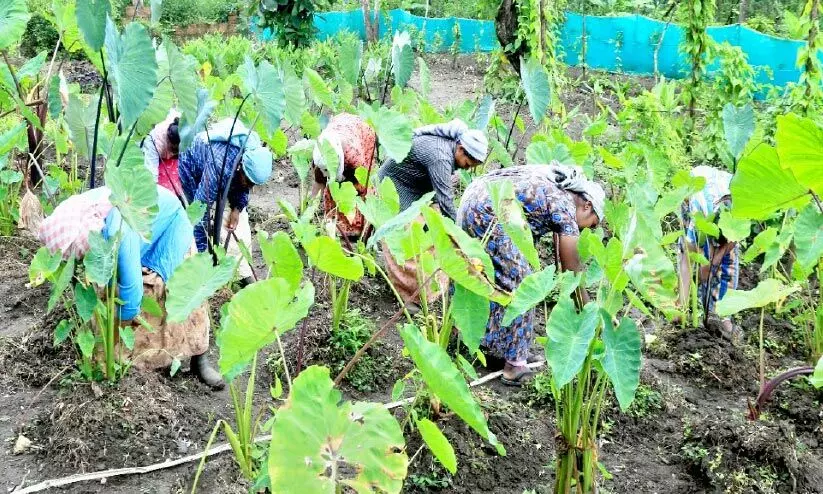 കിഴങ്ങുകളിലെ വൈവിധ്യം; നൂറാങ്ക് ശ്രദ്ധേയമാകുന്നു