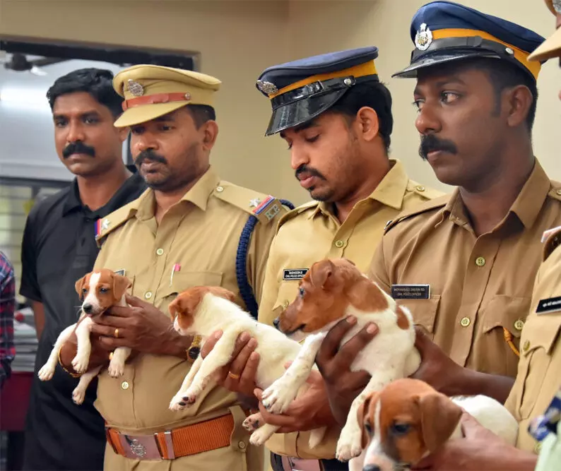 പൊലീസ് ശ്വാനവിഭാഗത്തിലേക്ക് വിദേശയിനം നായ്ക്കളെത്തി