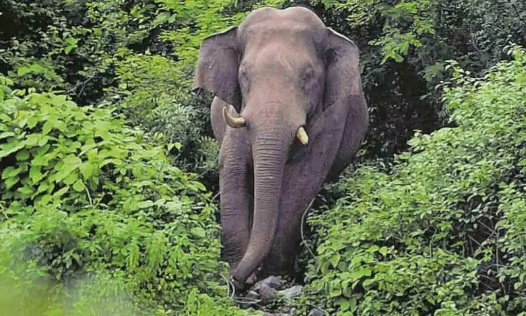 ഷൂട്ടിങ് ലൊക്കേഷനിൽനിന്ന് മടങ്ങിയ വാഹനം കാട്ടാന ആക്രമിച്ചു