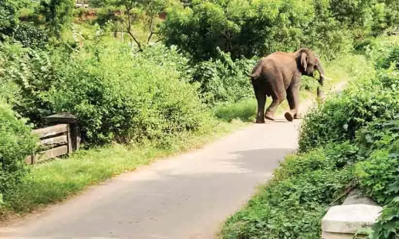 ഒറ്റക്കൊമ്പൻ നാട്ടിൽ; നാട്ടുകാർ മുൾമുനയിലായത് 20 മണിക്കൂർ