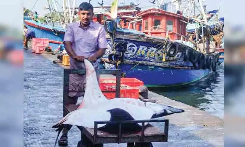 120 കിലോ ഭാരമുള്ള ഭീമൻ തിരണ്ടി വലയിൽ