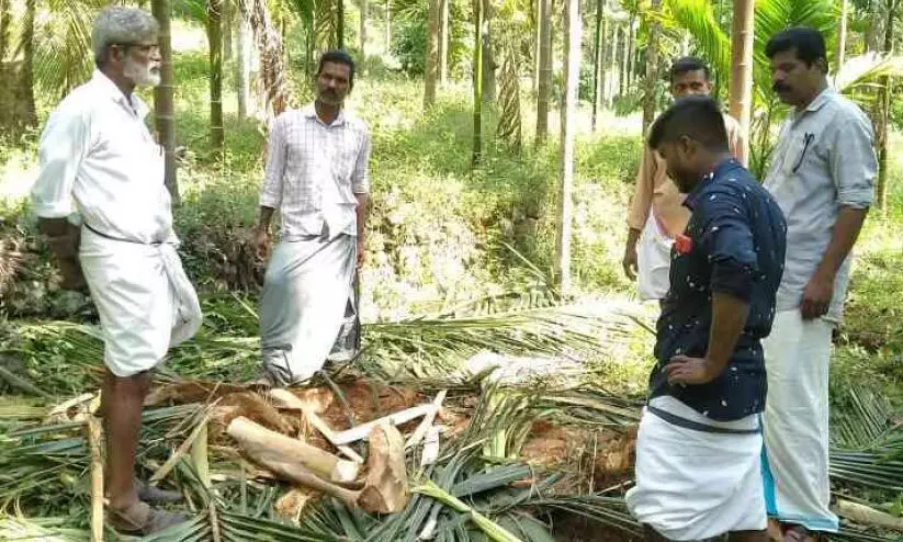 വിലങ്ങാട് മലയോരത്ത് കാട്ടാനകളുടെ വിളയാട്ടം; കർഷകർ പ്രക്ഷോഭത്തിലേക്ക്