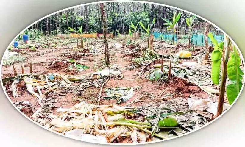 വന്യമൃഗ ശല്യത്തിൽ  വലഞ്ഞ് വേളൂർ; കാട്ടാനകൾ കൂട്ടത്തോടെ കൃഷി നശിപ്പിച്ചു