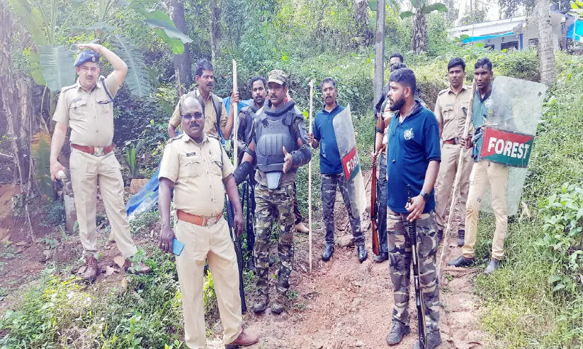 tiger found on Mundayamparamp Anapanti Road