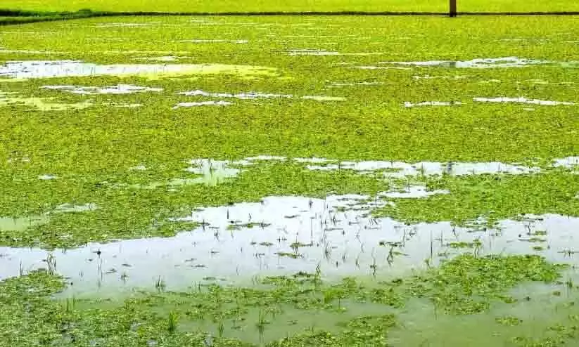 കോൾ പടവുകളിലെ നെൽകൃഷി വെള്ളത്തിൽ