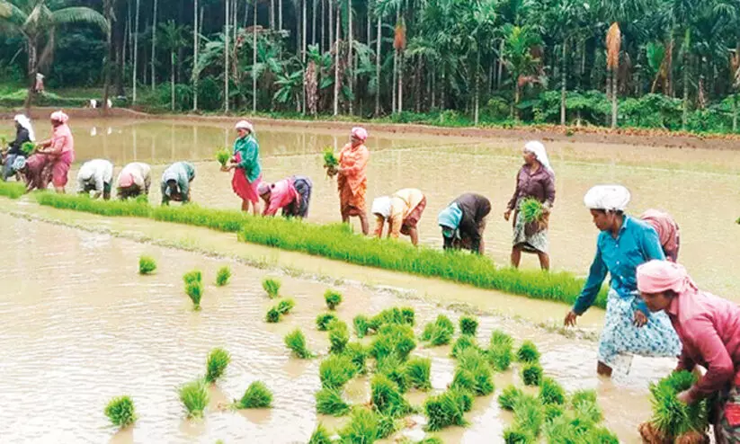 അഗ്രോ പാർക്കുകൾക്ക് കിഫ്ബി ഫണ്ട് 500 കോടി വകയിരുത്തി, പദ്ധതി പ്രഖ്യാപനത്തിലൊതുങ്ങി