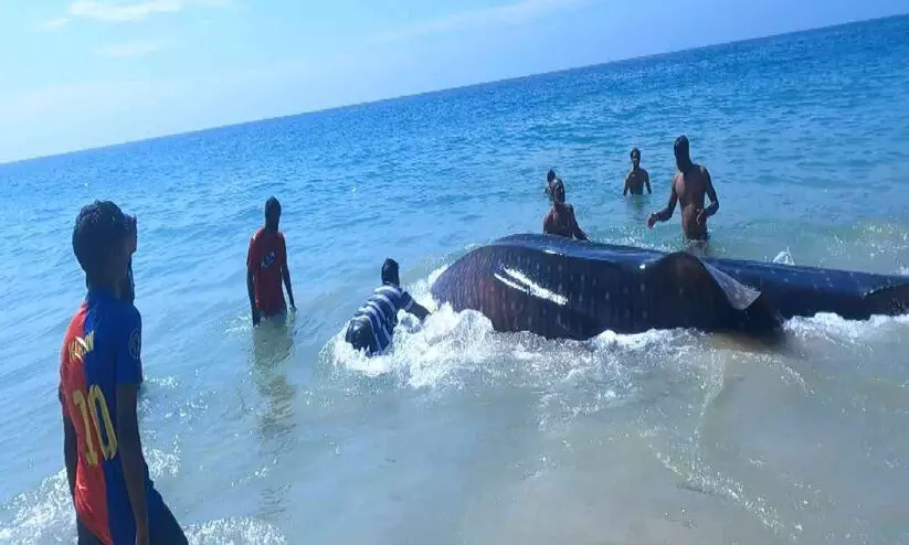 Huge shark caught in the net