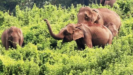 ബഫര്‍സോൺ: ഗ്രൗണ്ട്‌സർവേ അനിവാര്യമെന്ന് ജോസ് കെ. മാണി