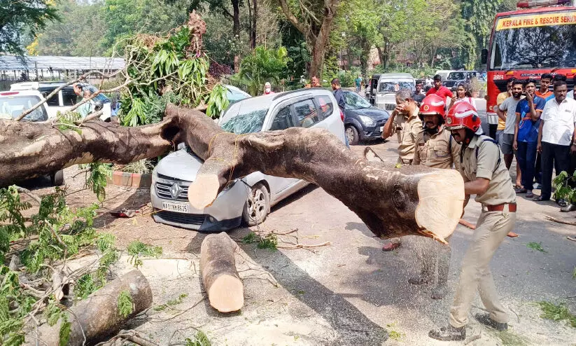 വെ​റ്റ​റി​ന​റി കോ​ള​ജി​ൽ മ​രം വീ​ണ് നാ​ലു​പേ​ർ​ക്ക് പ​രി​ക്ക്