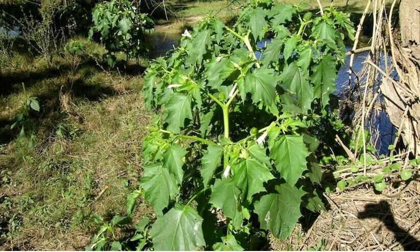 Delirium and blurred vision for those who ate spinach;  The investigation team found the strange reason |  Harmful thornapple weed identified as contaminating spinach after around 200 Australians fell ill