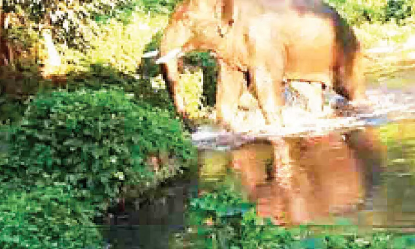 പി.ടി 7നെ പിടികൂടാൻ ദൗത്യസംഘം ഒരുങ്ങി; പരാക്രമം തുടർന്ന് കാട്ടുകൊമ്പൻ