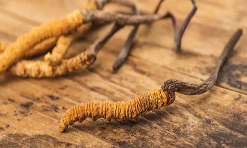 Cordyceps fungus