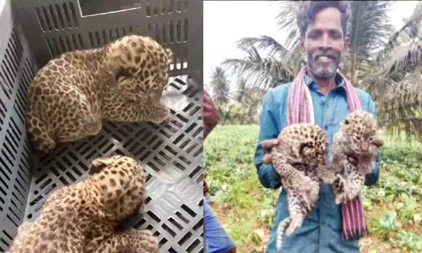 രണ്ട് പുള്ളിപ്പുലിക്കുഞ്ഞുങ്ങൾക്ക് ഗ്രാമീണർ രക്ഷകരായി