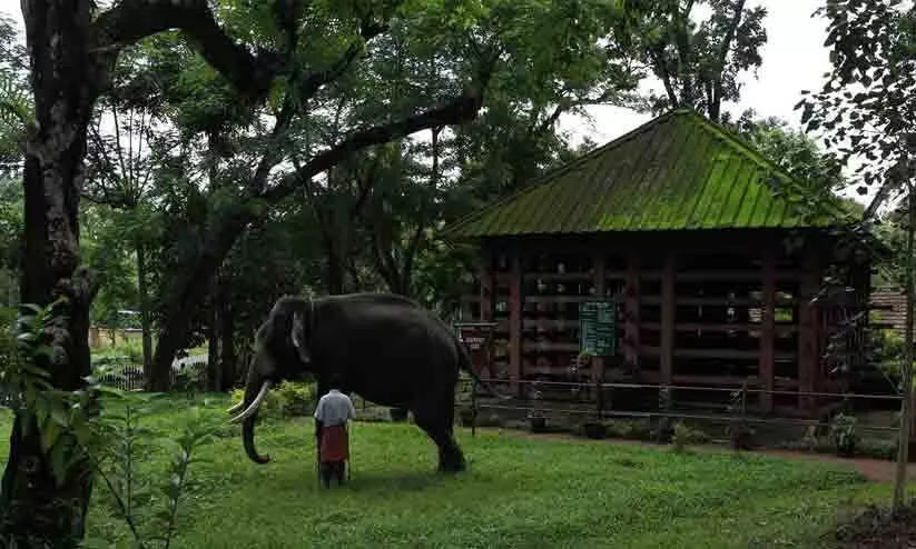 കോന്നി ആനത്താവളത്തിലും അടവി കുട്ടവഞ്ചി സവാരി കേന്ദ്രത്തിലും സഞ്ചാരികളുടെ തിരക്ക്