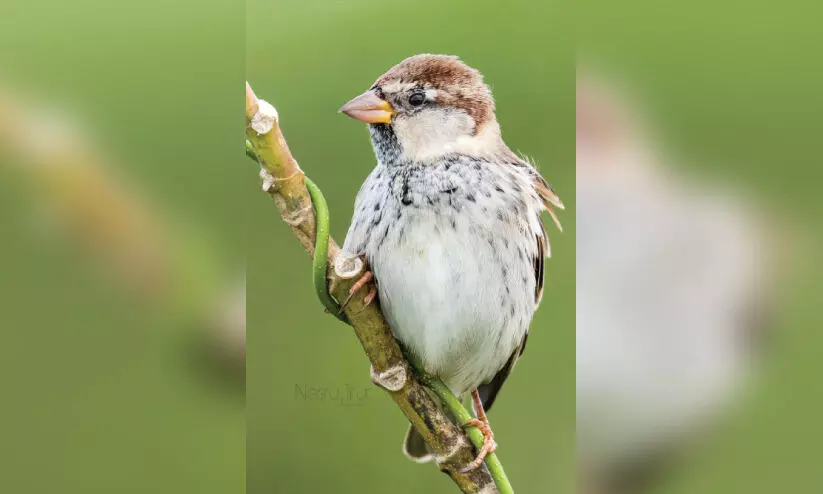 ഇ​ന്ന് ദേ​ശീ​യ പ​ക്ഷിദി​നം; വി​രു​ന്നു​കാ​രാ​യി ഓ​ർ​ത്തോ​ലാ​ൻ ബ​ണ്ടി​ങ്, സ്പാ​നി​ഷ് സ്​​പാ​രോ