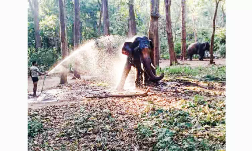 പി.ടി 7 വിലസണ്ട: ദൗത്യസംഘം ധോണിയിൽ, കാ​ട്ടാ​ന​യെ ക​ണ്ടെ​ത്താ​ൻ തി​ര​ച്ചി​ല്‍ ആ​രം​ഭി​ച്ചു