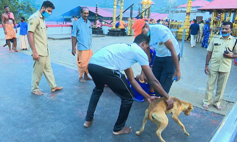 ശബരിമല തിരുമുറ്റത്തെത്തിയ നായ സുരക്ഷാ ഉദ്യോഗസ്ഥരെ വട്ടം കറക്കി