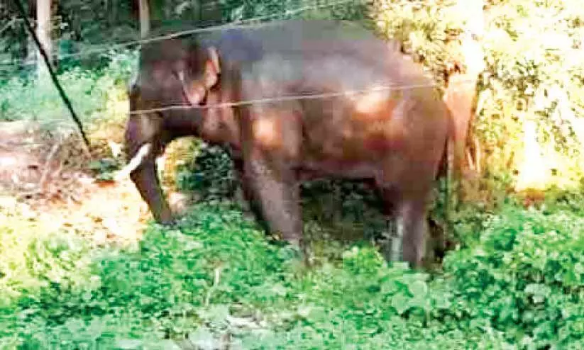 പി.ടി-ഏഴ് കാട്ടുകൊമ്പനെ പിടികൂടുന്ന ദൗത്യം 14ന് തുടങ്ങും