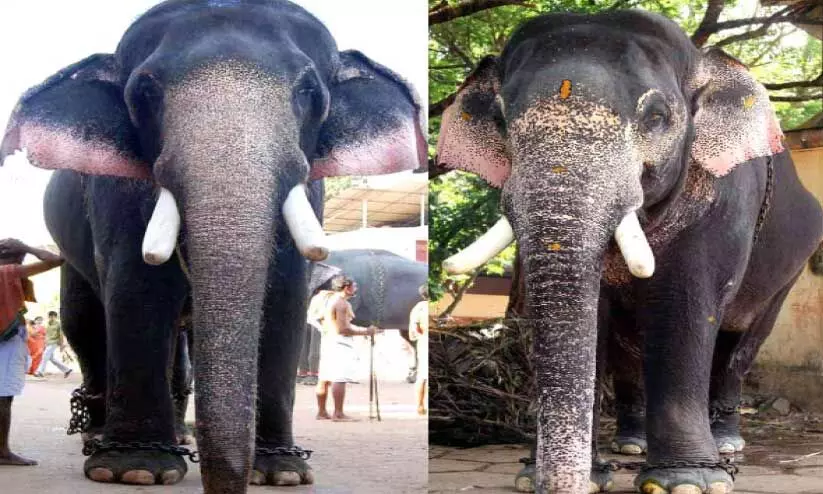 ഏക്കത്തുകയിൽ റെക്കോഡിന്റെ തലപ്പൊക്കത്തിൽ ഇന്ദ്രസെൻ