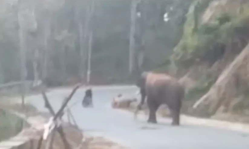 munnar wild elephant