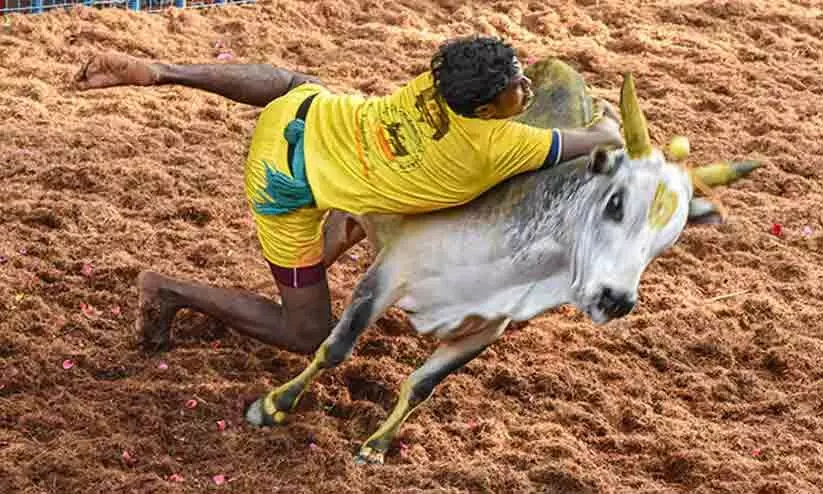 Around 60 Injured During Jallikattu Event In Tamil Nadus Madurai