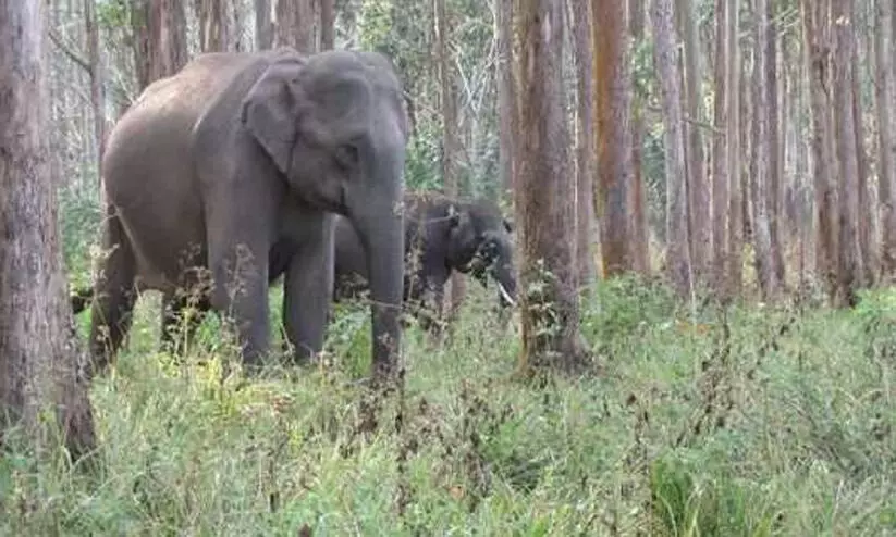 വന്യജീവികളുടെ ജനന നിയന്ത്രണം: ഏതു പഠനത്തിന്റെ അടിസ്ഥാനത്തിലെന്ന് പ്രകൃതി സംരക്ഷണ സമിതി