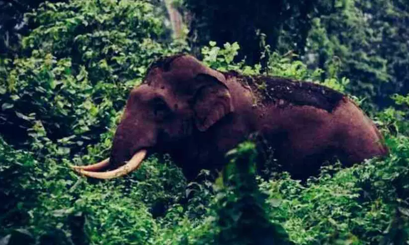 കലി തീരാതെ പി.ടി ഏഴാമൻ കാട്ട് കൊമ്പൻ, ആധി മൂത്ത് ജനങ്ങൾ, കൂട്ടിലാക്കാൻ ദൗത്യസംഘം