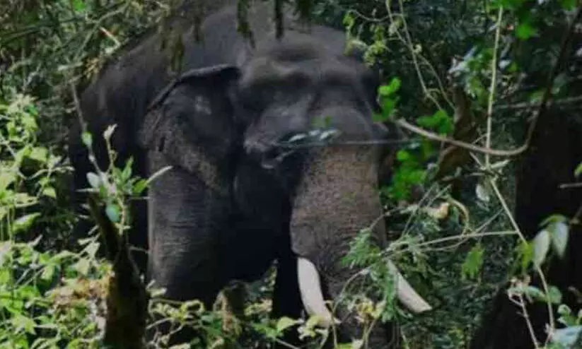 പി.ടി ഏഴാമനെ പൂട്ടുന്ന ദൗത്യത്തിന് വെള്ളിയാഴ്ച രൂപം നൽകും: കാട്ടാനക്കൂട്ടം വീട്ടുവളപ്പിൽ