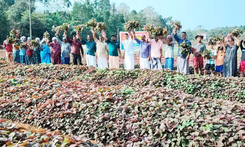 ചീരപ്പൂവുകൾക്കുമ്മ കൊടുക്കണ....