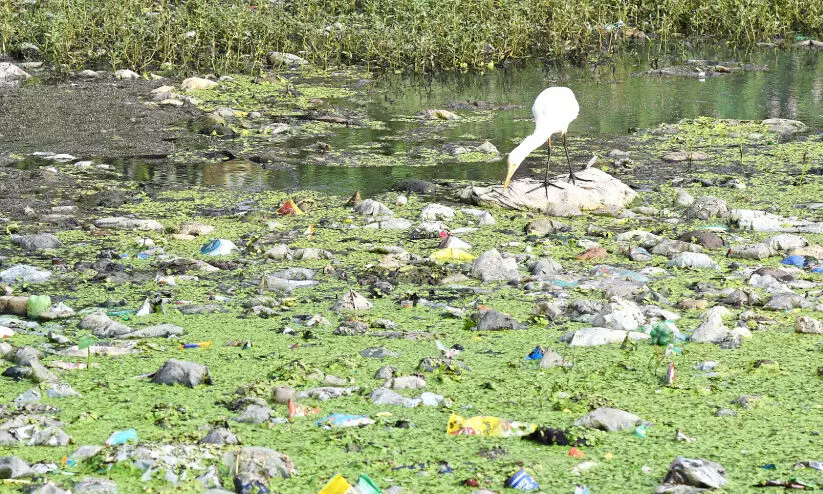 മാലിന്യം കുമിഞ്ഞുകൂടി ആവിക്കൽതോട്