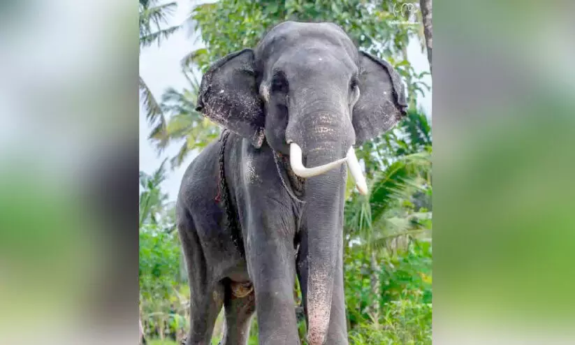 കു​ട്ടി​ക്കൊ​മ്പ​ൻ ‘വാ​രി​യ​ത്ത്​ ജ​യ​രാ​ജ്​’ ച​രി​ഞ്ഞു