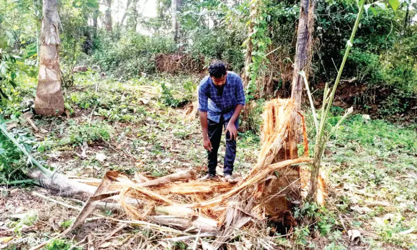 ധോ​ണി വി​റ​പ്പി​ച്ച് വീ​ണ്ടും കാ​ട്ടാ​ന​ക്കൂ​ട്ടം