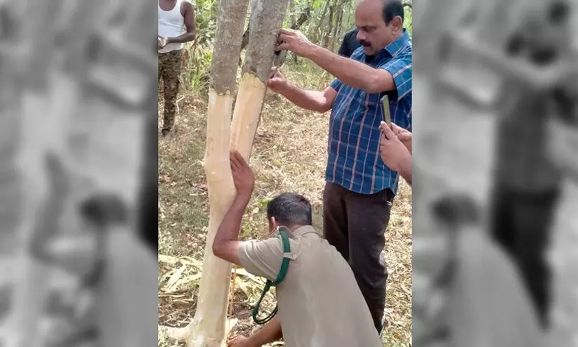 അധിനിവേശ സസ്യങ്ങൾ നീക്കം ചെയ്യാൻ 5.31 കോടി രൂപയുടെ പദ്ധതിക്ക് തുടക്കം