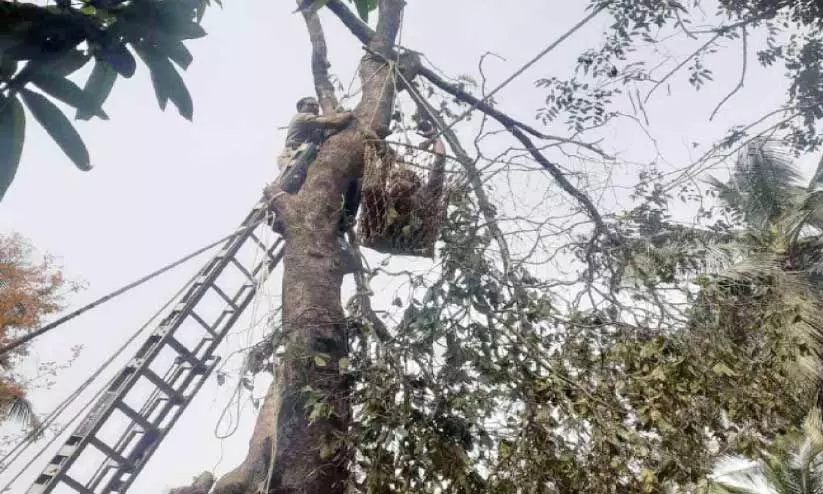 മ​രം മു​റി​ക്കാ​ൻ ക​യ​റി​യ ആ​ൾ മ​ര​ത്തി​ൽ കു​ടു​ങ്ങി