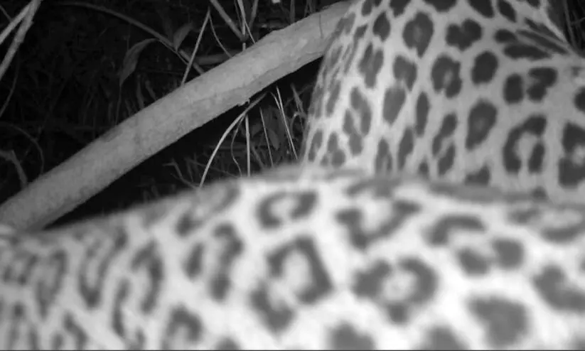 Leopard spotted in Camera