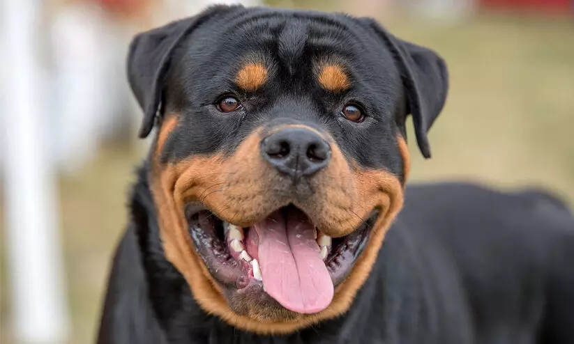 rottweiler attacking case