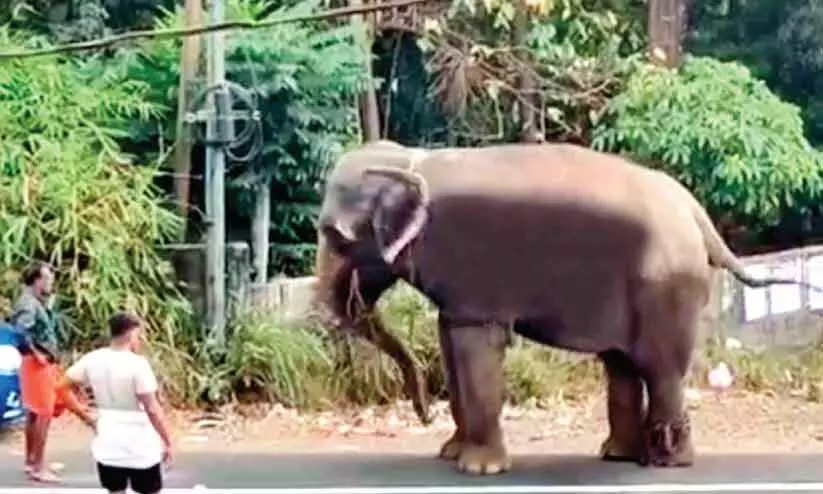 തടി പിടിക്കാനെത്തിയ പിടിയാന വിരണ്ടോടി