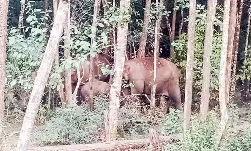 ഡി.എഫ്.ഒ ഓഫിസിനുസമീപം പട്ടാപ്പകൽ കാട്ടാനക്കൂട്ടം