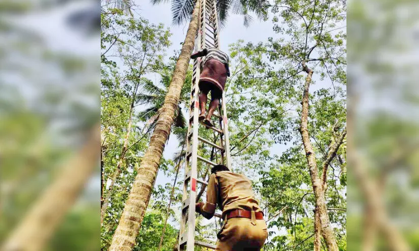 തെങ്ങിൽ കുടുങ്ങിയ തൊഴിലാളിയെ രക്ഷിച്ചു